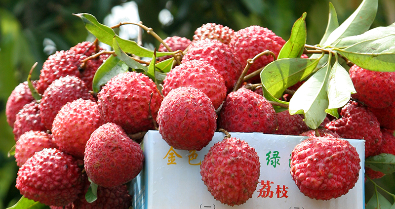 荔枝品种-大丁香